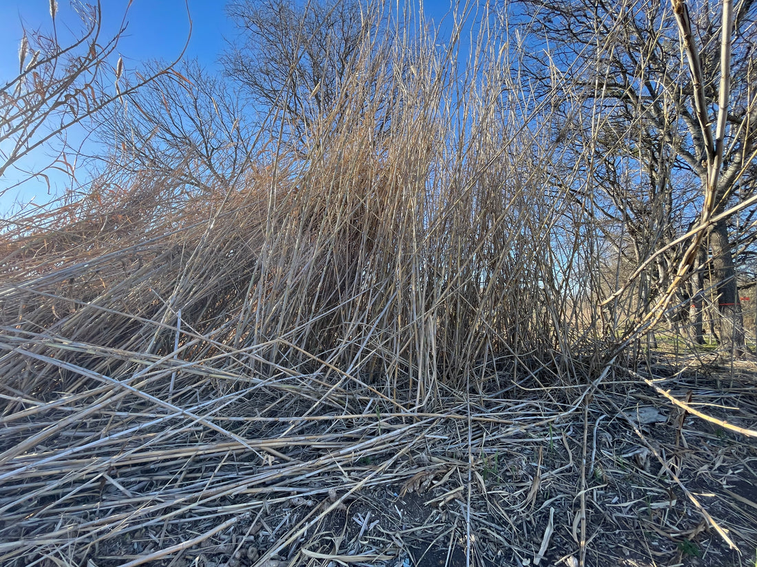 Harvesting Texas Bassoon Cane! 🌿